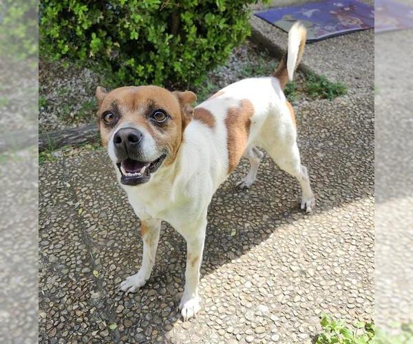 Medium Photo #1 Mutt Puppy For Sale in San Antonio, TX, USA