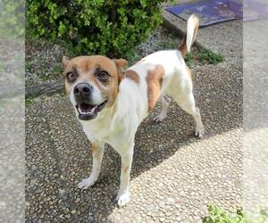 Mutt Dogs for adoption in San Antonio, TX, USA