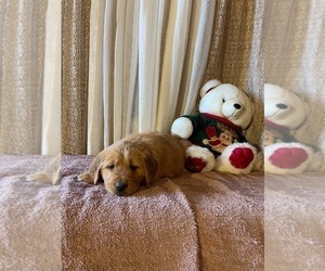 Golden Retriever Puppy for Sale in LATTA, South Carolina USA