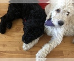 Small Photo #20 Labradoodle-Poodle (Standard) Mix Puppy For Sale in EMMITSBURG, MD, USA