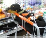 Small Photo #2 Doberman Pinscher Puppy For Sale in MOUNT OLIVE, NC, USA