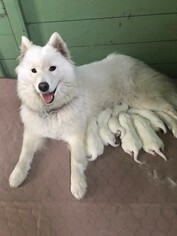 Mother of the Samoyed puppies born on 11/15/2018