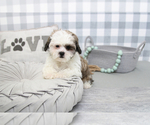 Small Photo #2 Poodle (Miniature)-ShihPoo Mix Puppy For Sale in MARIETTA, GA, USA