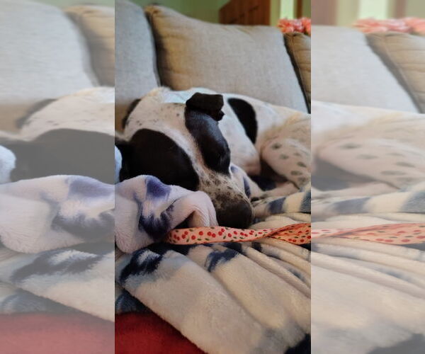 Medium Photo #3 Mutt Puppy For Sale in New London, WI, USA