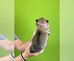 Small Photo #23 Belgian Malinois Puppy For Sale in S CHARLESTON, WV, USA