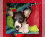 Small Photo #8 Pembroke Welsh Corgi Puppy For Sale in GALLEGOS, NM, USA