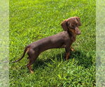 Small #1 Dachshund
