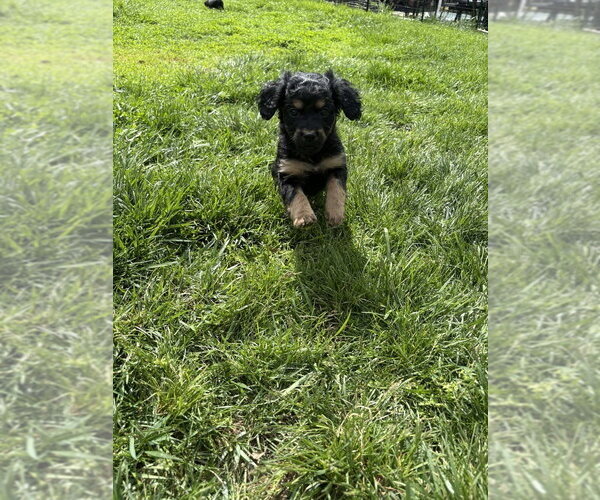 Medium Photo #2 Chihuahua-Cock-A-Poo Mix Puppy For Sale in Aurora, IN, USA