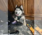 Small #5 Siberian Husky