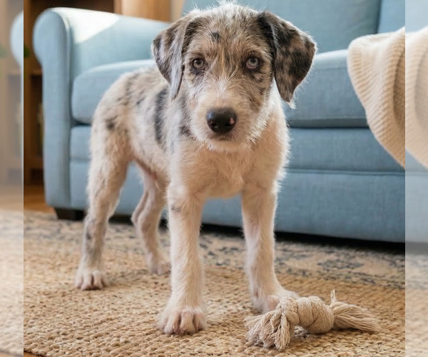 Medium Photo #1 Jack Russell Terrier Puppy For Sale in Grovertown, IN, USA