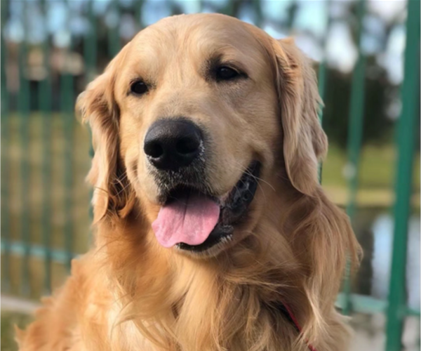 Medium Photo #1 Golden Retriever Puppy For Sale in SAN MARCOS, CA, USA