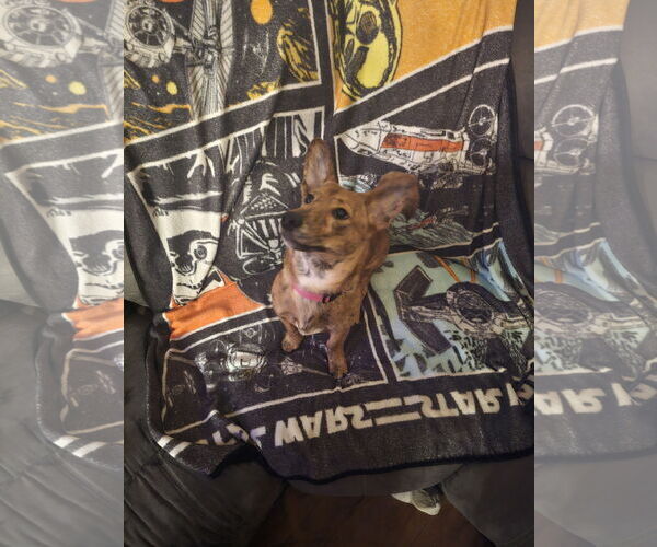 Medium Photo #1 Shiba Inu-Unknown Mix Puppy For Sale in Williamsburg, IA, USA