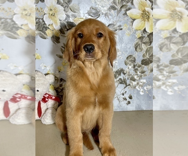Medium Photo #3 Golden Retriever Puppy For Sale in AMITY, AR, USA