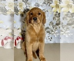 Small Photo #3 Golden Retriever Puppy For Sale in AMITY, AR, USA