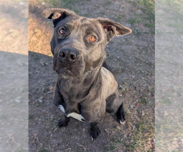 Medium Photo #2 Mutt Puppy For Sale in Conroe, TX, USA