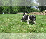Small #5 Bernedoodle