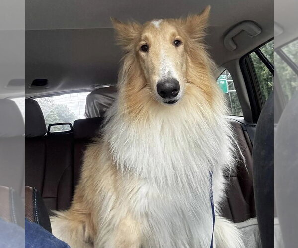 Medium Photo #1 Collie Puppy For Sale in Dublin, OH, USA