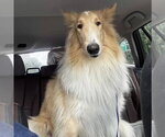 Archie adoption pending - Male Collie Dog for Adoption - Small photo