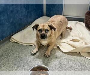 Chug Dogs for adoption in Fort Collins, CO, USA