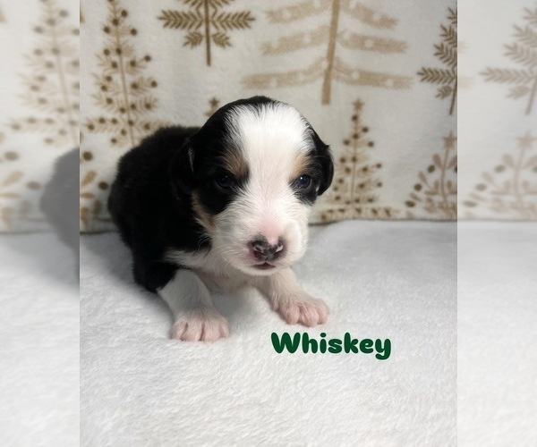 Medium Photo #5 Australian Shepherd Puppy For Sale in OLD LYME, CT, USA