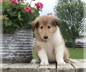 Collie Puppy for sale in FREDERICKSBURG, OH, USA