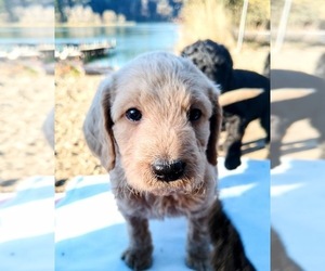 Double Doodle Puppy for sale in WESTLAKE, OR, USA