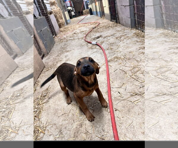 Medium Photo #2 Mutt Puppy For Sale in Tracy City, TN, USA