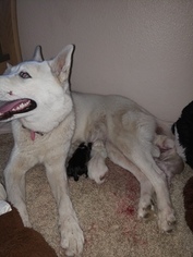 Mother of the Siberian Husky puppies born on 12/30/2018
