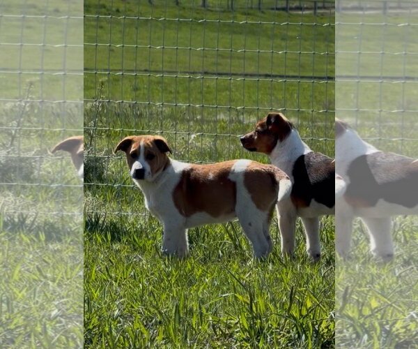Medium Photo #2 Mutt Puppy For Sale in Polson, MT, USA