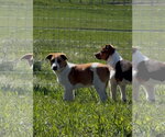 Small #1 Mutt