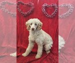 Small Photo #1 Aussiedoodle Miniature  Puppy For Sale in Salt Lake City, UT, USA