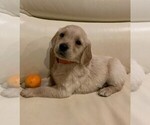 Small Photo #3 Golden Retriever Puppy For Sale in BUCHANAN, GA, USA