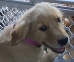 Small #4 Golden Retriever