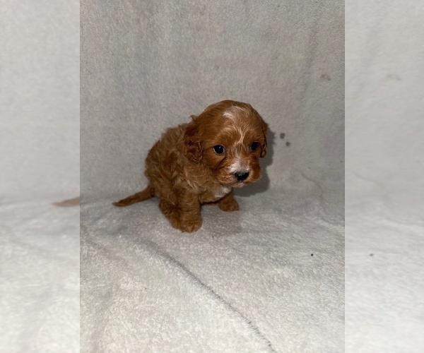 Medium Photo #26 Cavapoo (Miniature) Puppy For Sale in MUNFORDVILLE, KY, USA