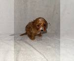Small Photo #26 Cavapoo (Miniature) Puppy For Sale in MUNFORDVILLE, KY, USA