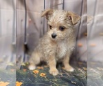 Small #9 Chorkie-Yorkshire Terrier Mix