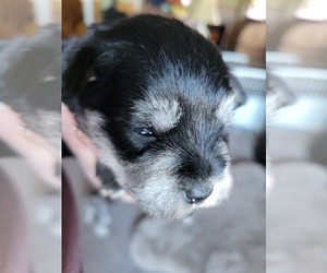 Schnauzer (Miniature) Puppy for sale in TOWNSEND, MT, USA