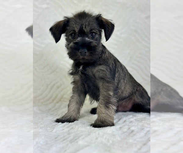 Medium Photo #3 Schnauzer (Miniature) Puppy For Sale in GREENFIELD, IN, USA