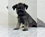 Small #2 Schnauzer (Miniature)
