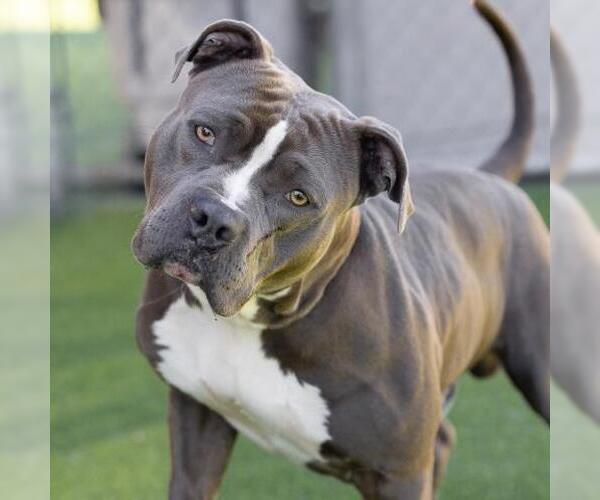 Medium Photo #2 Mutt Puppy For Sale in Camarillo, CA, USA