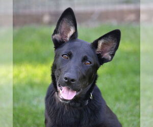 German Shepherd Dog-Unknown Mix Dogs for adoption in Gretna, NE, USA