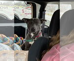 Small #18 American Pit Bull Terrier-Labrador Retriever Mix