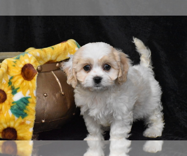 Medium Photo #2 Cavachon Puppy For Sale in ELDORADO, OH, USA