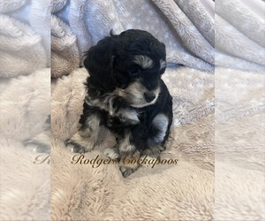 Medium Cockapoo (Miniature)