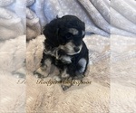 Puppy Party Cockapoo (Miniature)