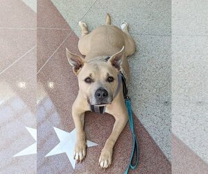 American Pit Bull Terrier-American Staffordshire Terrier Mix Dogs for adoption in Spotsylvania, VA, USA