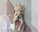 Small Photo #1 American Pit Bull Terrier-American Staffordshire Terrier Mix Puppy For Sale in Spotsylvania, VA, USA
