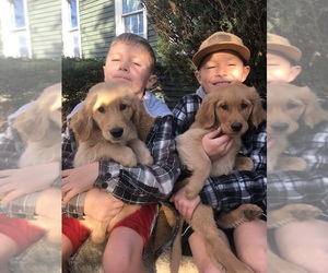 Golden Retriever Puppy for sale in GOSHEN, IN, USA