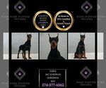 Puppy Sarge AKC UABR Doberman Pinscher