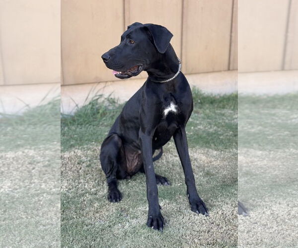 Medium Photo #7 Great Dane Puppy For Sale in PIPE CREEK, TX, USA